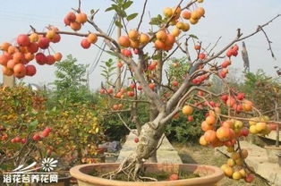 果树的生长条件