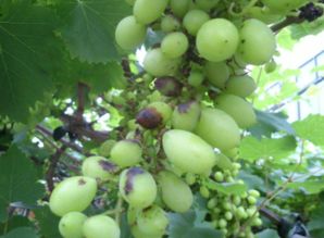 葡萄种植老手谈套袋前喷百菌清