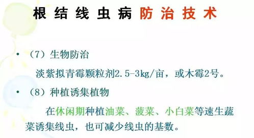 “落花之舞（T