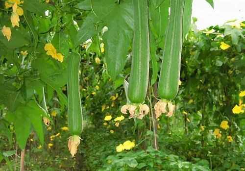 丝瓜种植时使用什么肥料最适宜促进其生长和果实发育