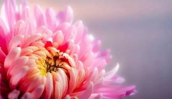 菊花：傲霜斗雪， 清雅高洁