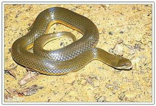 水蛇：机智灵活的商业奇才