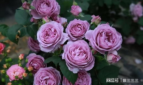 浇水与施肥：滋润与营养的平衡艺术