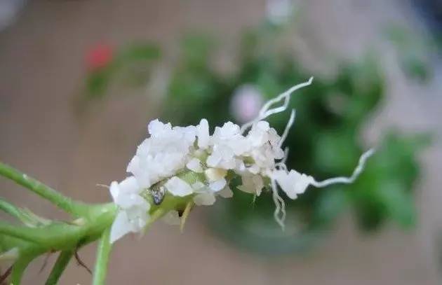 养植物的乐趣， 球兰花开