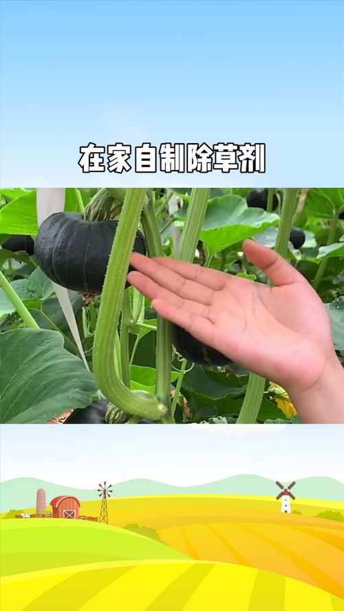 在家自制除草剂，如何同时学会在家发黄豆芽的方法？