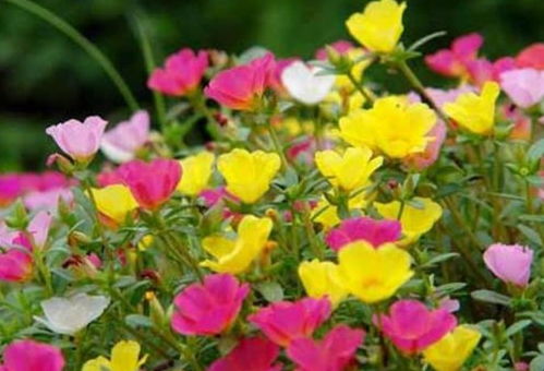 梗多花卉知识分享