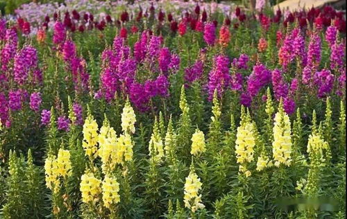 耐旱耐寒的花草：景天篇