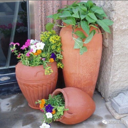 养花盆的选择学问大