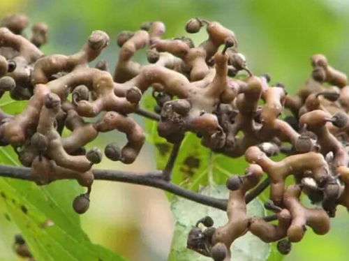 想在家种枣树？这些风水禁忌你了解吗