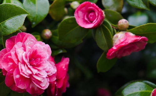 1. 玫瑰花：浪漫永恒的象征