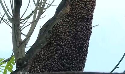 雪松的繁殖， 学问可大了