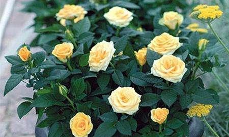 施肥，营养跟得上