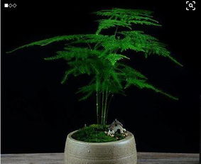 温度：温暖湿润是理想环境