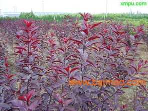 种植密度与成本收益