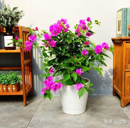 办公室绿植租赁， 你不可不知的魔法