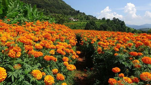 爆款品种四：硫华菊