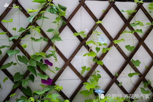 梦想中的花墙， 夏日里的清凉小憩