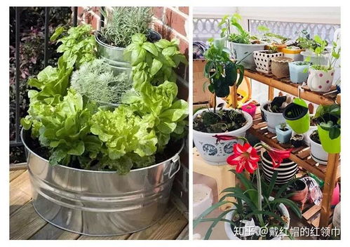 蒜苗：蒜香四溢， 简单种植