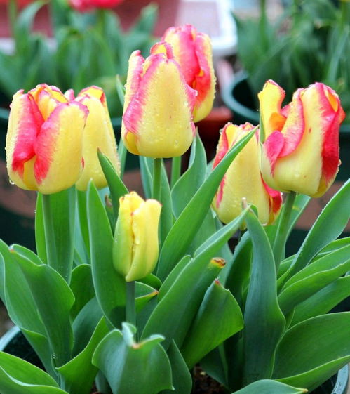 春季播种，花开满园时！#菠菜种植#