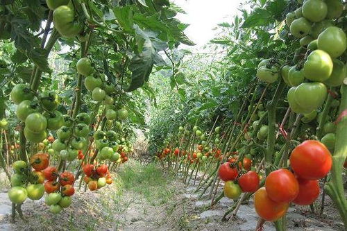 秋季施肥， 有技巧哦