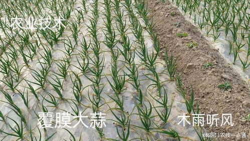 除草剂种类多，选哪个才好？