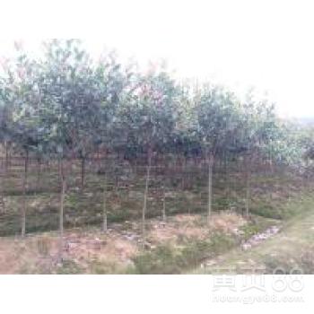 红叶石楠， 图片欣赏