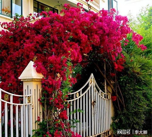 浪漫花园，花草搭配指南