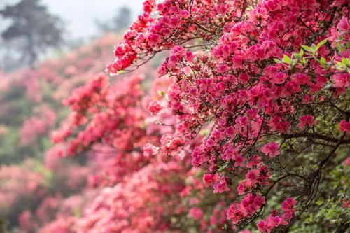 映山红花中怎么拍？光影交织
