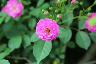 蔷薇花温柔绽放，探花之美，#蔷薇花养护#