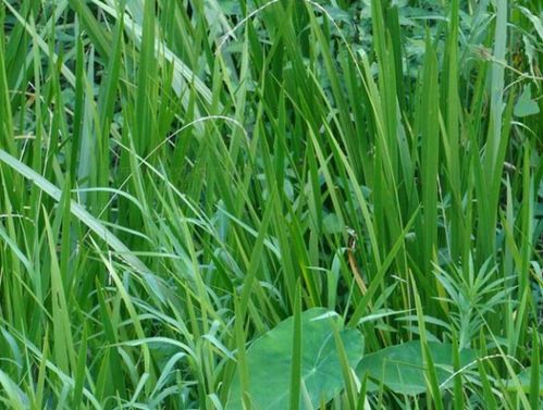 叶子的形态，透露着秘密