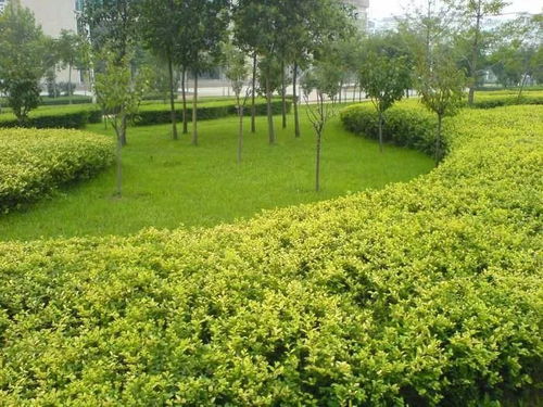 国槐、 棣棠，绿意盎然