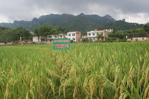 揭秘河池南丹县的示范园