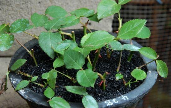 选择合适的枝条