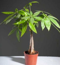 如何选择发财树