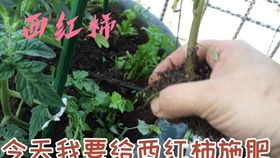 胡椒木养护秘诀，新手也能轻松上手
