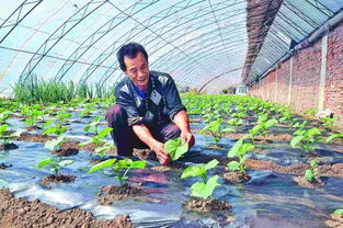 适合山坡种植的蔬菜