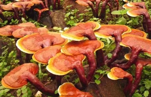 《全方位解析：灵芝的种植技术与管理》中，如何有效防治灵芝种植过程中的病虫害？