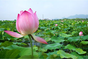 夏日荷花盛开， 莲藕种植时机揭秘