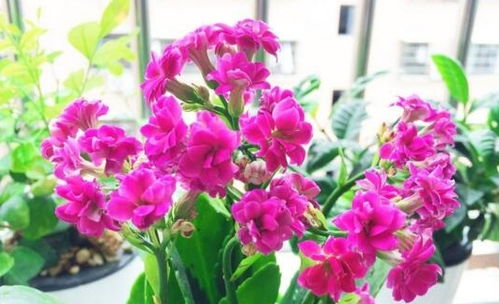 新手种植者的花卉指南：第一年种什么花既好看又容易养护？