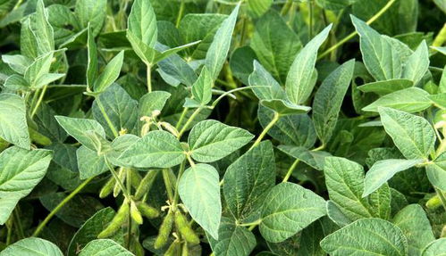 种植皂角米， 注意事项