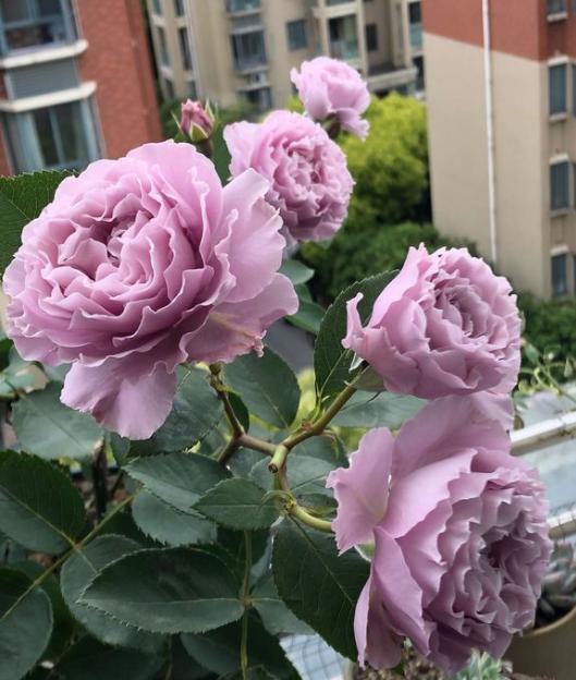 光照不足，月季花“晒不饱”