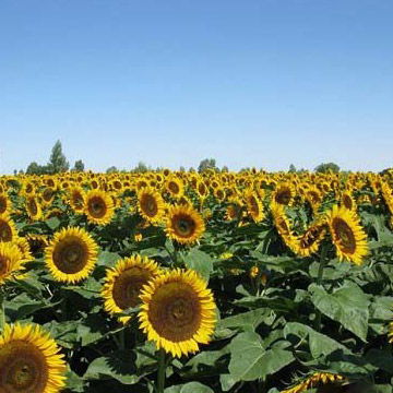 漳平的集约化种植