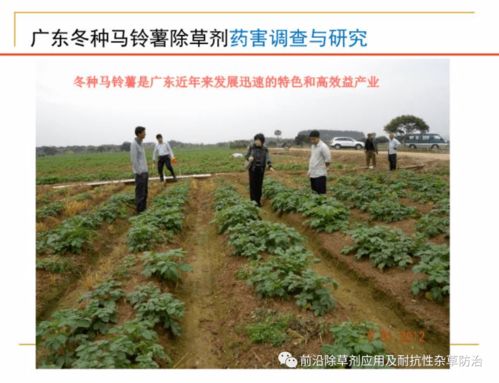 除草剂药害的烦恼：清理不及时引发的种种问题