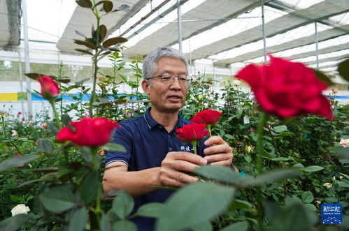 月季花如何进行科学的栽培和管理，才能保证其健康生长和花朵繁盛