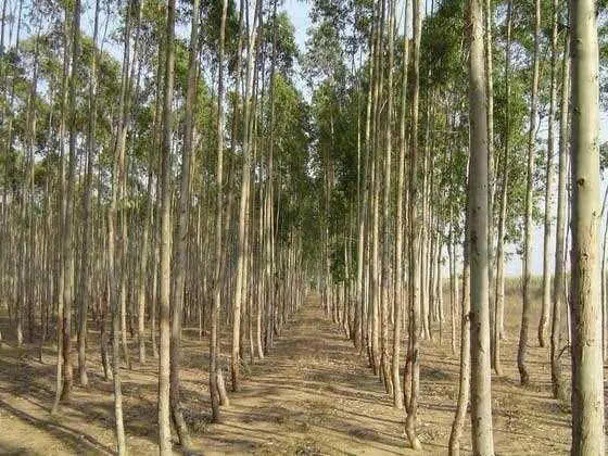 林下种植：多样选择与独特景观