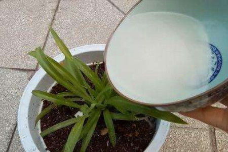 龙舌兰：夜间释放氧气的救命神器