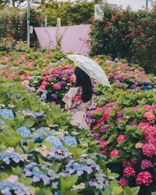 荷包花：冬日里的艳丽风景