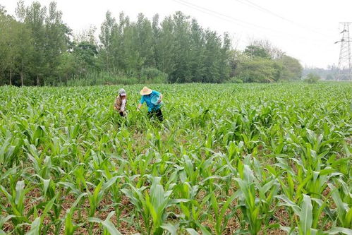 丝爪种植最佳时节：春末夏初