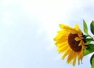 “传递快乐，选这3种花语，幸福满溢！”