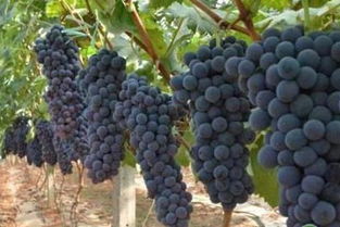 树木的描写词汇